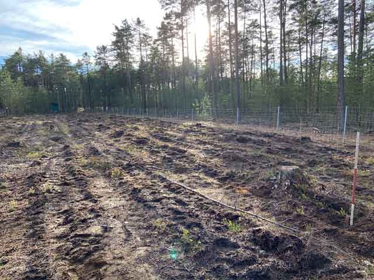 Raus aus der Druckerei, rein in den Wald